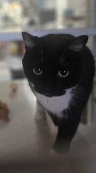 Cardigan -  Domestic Medium Hair Cat for Adoption in Claremont, New Hampshire - Cardigan | PetCurious