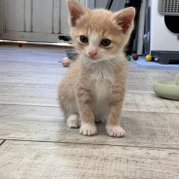 Hansel -  Domestic Short Hair Cat for Adoption in Mastic, New York - Hansel | PetCurious