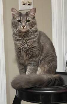 Domestic Medium Hair and Domestic Short Hair Cats Available for Adoption - Sugar | PetCurious