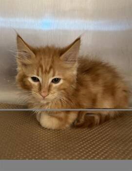TUFF -  Domestic Short Hair Cat for Adoption in Albuquerque, New Mexico - TUFF | PetCurious
