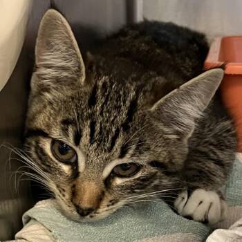 Booger -  Domestic Short Hair Cat for Adoption in Port Charlotte, Florida - Booger | PetCurious