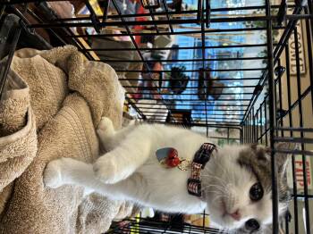 Rescue Domestic Short Hair Cats for Adoption in St. Louis, Missouri - Pocohontas | PetCurious