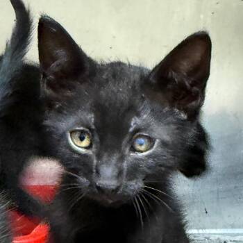 Pepper -  American Shorthair Cat for Adoption in Jacksonville, Arkansas - Pepper | PetCurious