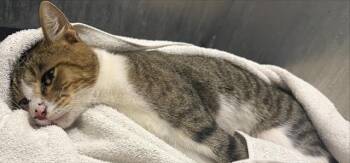 DONALD -  Domestic Short Hair Cat for Adoption in San Antonio, Texas - DONALD | PetCurious