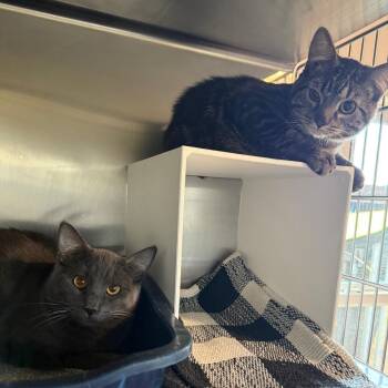 Domestic Short Hair Cats Available for Adoption in Cedaredge, Colorado - Queso | PetCurious