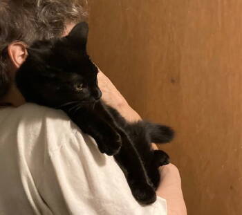 Rescue Domestic Short Hair Cats for Adoption in Macedonia, Ohio - Connie Bonded With Cassandra | PetCurious