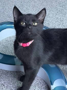Rescue Domestic Short Hair Cats for Adoption in Minneapolis, Minnesota - Pepper C4683 | PetCurious