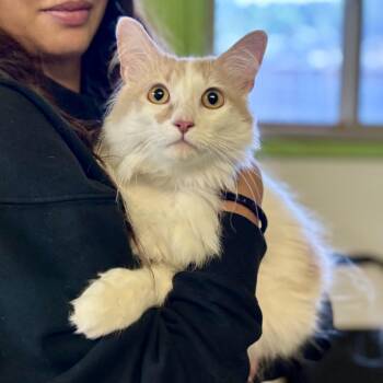 Luna -  Manx Cat for Adoption in Glenwood Springs, Colorado - Luna | PetCurious