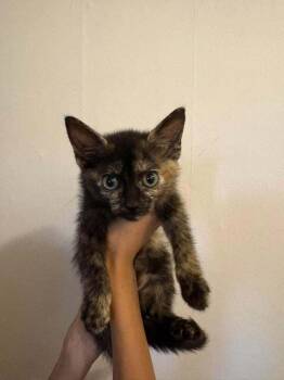 Apple Cider Carmet Cu. -  Domestic Short Hair Cat for Adoption in West Peoria, Illinois - Apple Cider Carmet Cu. | PetCurious