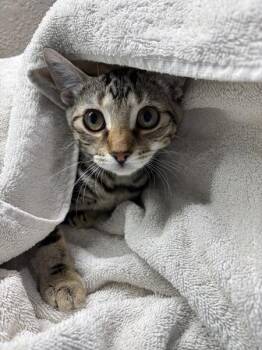 Choo Choo -  Domestic Short Hair Cat for Adoption in Sherwood, Oregon - Choo Choo | PetCurious