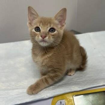 Fred -  Domestic Short Hair Cat for Adoption in Tampa, Florida - Fred | PetCurious