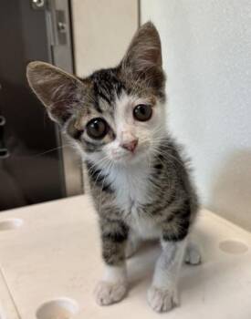 Domestic Short Hair Cats Available for Adoption in Orland Hills, Illinois - Curly Sue | PetCurious