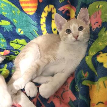 Erling -  Domestic Short Hair Cat for Adoption in Panama City, Florida - Erling | PetCurious