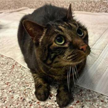 Zelda -  Domestic Short Hair Cat for Adoption in Gastonia, North Carolina - Zelda | PetCurious