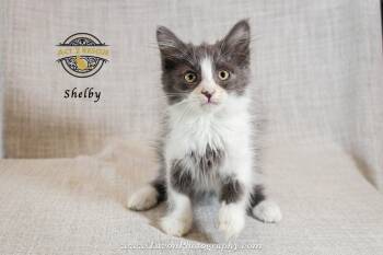 Shelby -  Domestic Long Hair and Maine Coon Cat for Adoption in Riverside, California - Shelby | PetCurious