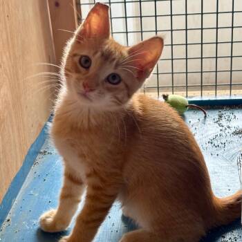 Videogame Frog -  Domestic Short Hair Cat for Adoption in Austin, Texas - Videogame Frog | PetCurious