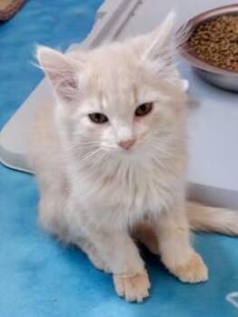 Rusty - COMING SOON -  Domestic Medium Hair Cat for Adoption in Prescott, Arizona - Rusty - COMING SOON | PetCurious