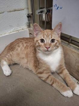 Atlas -  Domestic Short Hair Cat for Adoption in Rochester, New Hampshire - Atlas | PetCurious