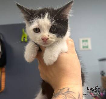 Tux -  Domestic Short Hair Cat for Adoption in Washington, District Of Columbia - Tux | PetCurious