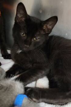 Rescue Domestic Short Hair Cats for Adoption in Elmira, New York - Snowman | PetCurious