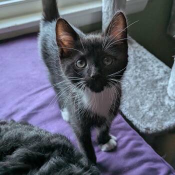 Pete The Cat -  Domestic Short Hair Cat for Adoption in UNIVERSITY PA, Maryland - Pete The Cat | PetCurious