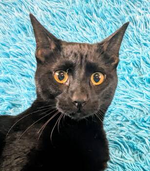 Julius -  Domestic Short Hair Cat for Adoption in Jacksonville, Texas - Julius | PetCurious