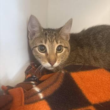 Domestic Short Hair Cats Available for Adoption - Thing 1 | PetCurious