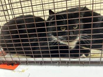 Domestic Short Hair Cats Available for Adoption - 2026-02-047 | PetCurious