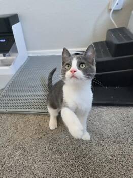 Nobara -  Domestic Short Hair Cat for Adoption in Tucson, Arizona - Nobara | PetCurious