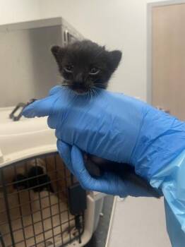 Crab Cake -  Domestic Short Hair Cat for Adoption in Roseville, California - Crab Cake | PetCurious