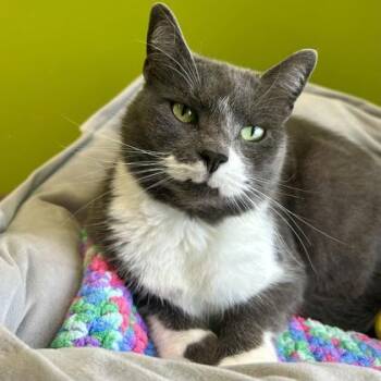 Rescue Domestic Short Hair Cats for Adoption in East Montpelier, Vermont - Grayfell | PetCurious