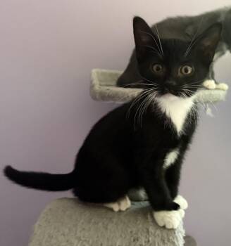 Thunder -  Domestic Medium Hair Cat for Adoption in Garden City, Michigan - Thunder | PetCurious