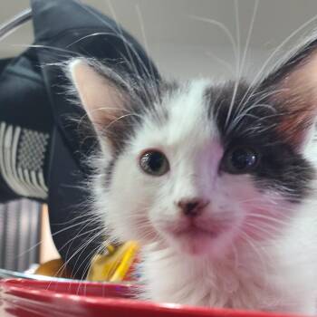 MOOfasa -  Domestic Long Hair Cat for Adoption in Layton, Utah - MOOfasa | PetCurious