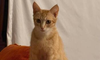 Poppy -  Domestic Short Hair Cat for Adoption in Oceanside, California - Poppy | PetCurious
