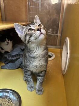 Mystery -  Domestic Short Hair Cat for Adoption in Fort Collins, Colorado - Mystery | PetCurious