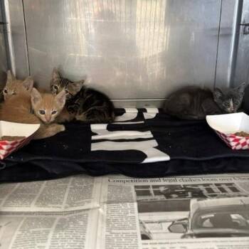 Ginger -  Domestic Short Hair Cat for Adoption in Long Beach, California - Ginger | PetCurious