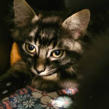 Rescue Domestic Medium Hair Cats for Adoption in Baker City, Oregon - Badger | PetCurious