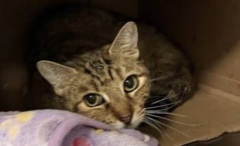 Rescue Domestic Long Hair and Domestic Short Hair Cats for Adoption in Twinsburg, Ohio - Miss Fit | PetCurious