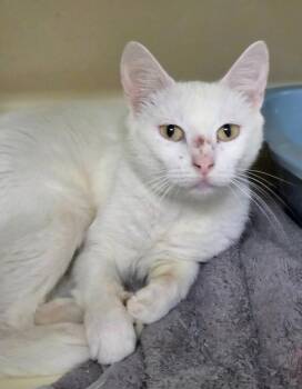 Queen -  Domestic Short Hair Cat for Adoption in Bloomington, Indiana - Queen | PetCurious