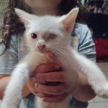 Snowball -  Domestic Short Hair Cat for Adoption in Fayetteville, Arkansas - Snowball | PetCurious