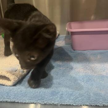 Ebony -  Domestic Short Hair Cat for Adoption in Richmond Hill, Georgia - Ebony | PetCurious