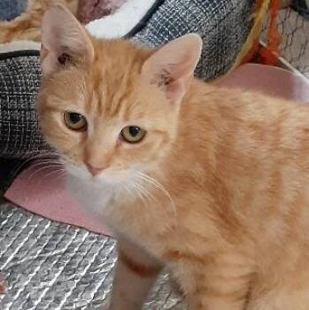 Domestic Short Hair Cats Available for Adoption in Richmond, Virginia - Dottie | PetCurious