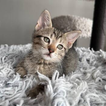 Cello -  Domestic Short Hair Cat for Adoption in Pinellas Park, Florida - Cello | PetCurious