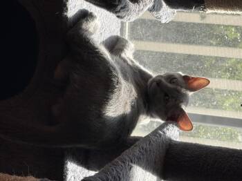 Rescue Russian Blue and Domestic Short Hair Cats for Adoption in Charlotte, North Carolina - Grayson | PetCurious