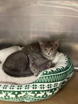Bennett -  Domestic Short Hair Cat for Adoption in Cape Coral, Florida - Bennett | PetCurious