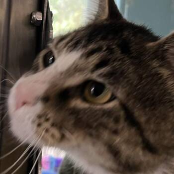 Domestic Short Hair Cats Available for Adoption in Baltimore, Maryland - Jarhead | PetCurious
