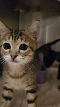 Tart -  Domestic Short Hair Cat for Adoption in Charleston, South Carolina - Tart | PetCurious