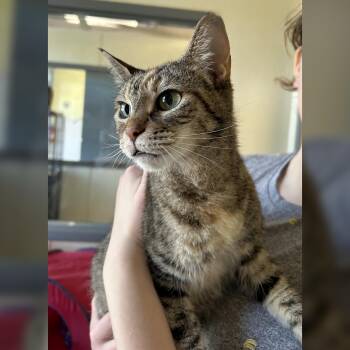 Rescue Domestic Short Hair Cats for Adoption in Lambertville, New Jersey - Mercy | PetCurious