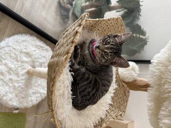 Rescue Domestic Short Hair Cats for Adoption in Tustin, California - Esmeralda | PetCurious