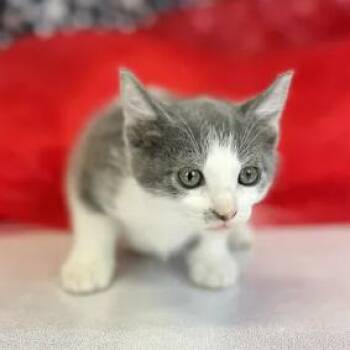 Peg-C -  Domestic Short Hair Cat for Adoption in East St. Louis, Illinois - Peg-C | PetCurious